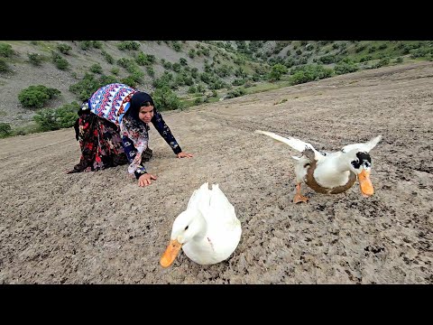 Chasing ducks in the heart of the rocks: The exciting