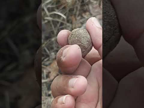 I Found a Marble Trapped Under Hard, Dried Mud!