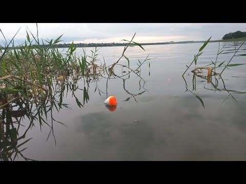 Pescaria Raiz na piracema usando lambari vivo de isca os