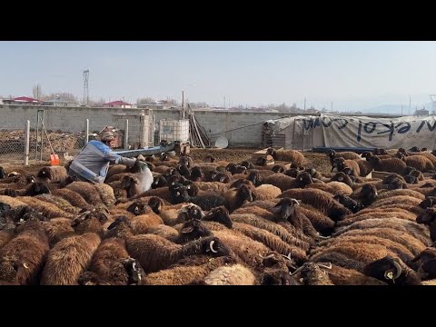 KOYUNLARI TUZLARKEN İZDİHAM ÇIKTI - ANNESİZ KUZUYA YENİ ANNE
