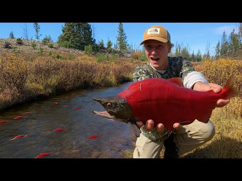 This TINY Stream is LOADED with Fish (Salmon Spawn)