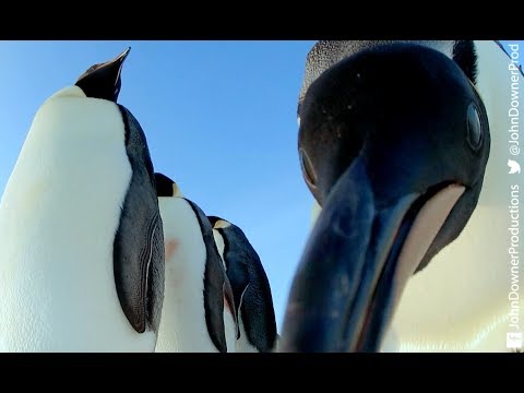 Robotic Penguin Lays EggCam & Gets A Surprising Viewpoint