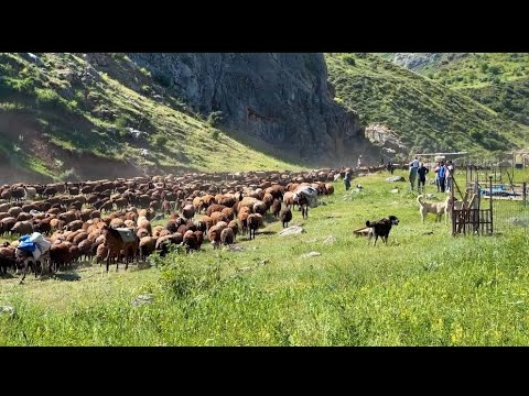 KOYUNLARLA KUZULARI BİRBİRİNDEN AYIRDIK - YILIN İLK SÜTÜ
