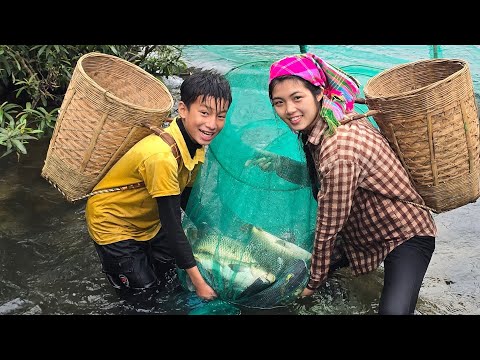 Setting traps to block the stream and catch fish, selling