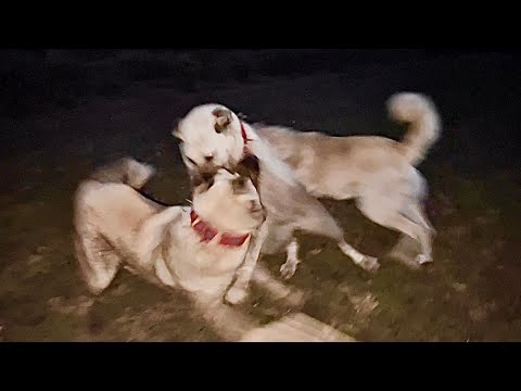 SARSILMAZ YEMEK İÇİN BOZOYA DALIYOR -KIŞIN KOYUN YONCA YİYOR