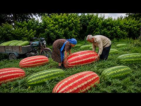 AZERBAIJAN WATERMELON FARM - Grandparents Harvest GIANT