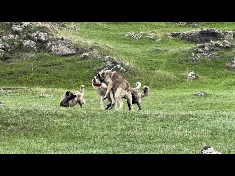 ERKEK KÖPKELERDEN DİŞİ KÖPEĞE SALDIRI