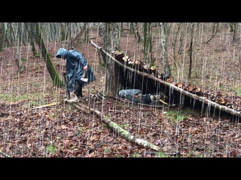 Can I survive in a rain forest under a tree trunk?