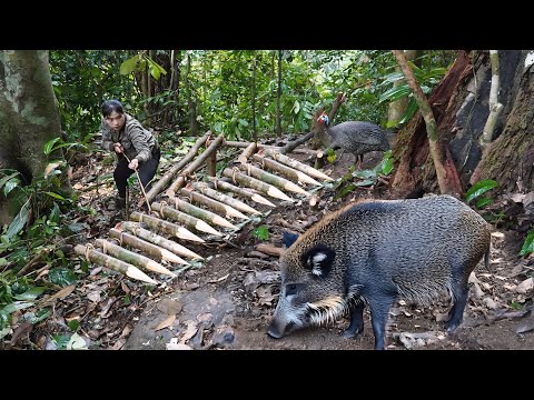 Tracking Wild Boar Footprints and How to Set Effective