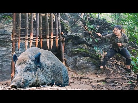 200 days of survival in the wild, wild boar trapping