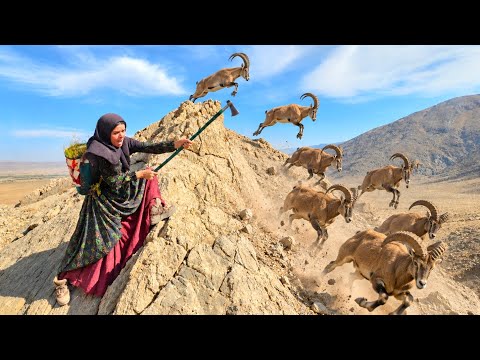 Adventure in nature; Hunting wild pazans by a nomadic couple
