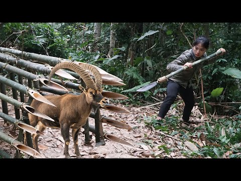 skills in trapping wild goats, wild pigs, wild porcupines,