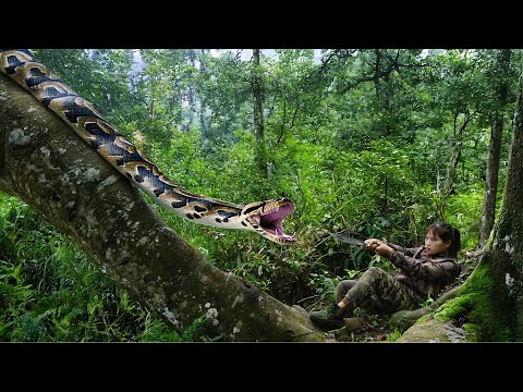 Panicked when discovering giant python, making traps,