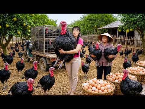 Harvesting Lots Of Big Turkeys Bringing Farm Poultry To