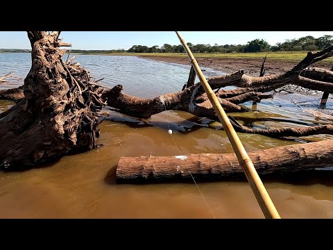 Pescaria caipira na Ilha das tilápias selvagem Rio