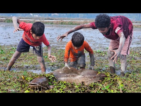 Big Catching Catfish In Mud Water Unique Way To Big Fish