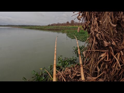 Pescaria Raíz no Rio turvo traíra Piau e apaiari no