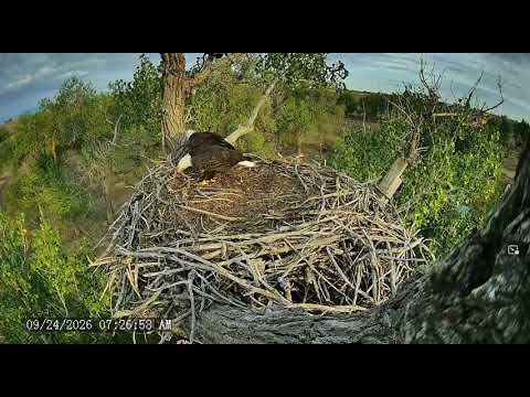 09 24 26 FSV morning nest work