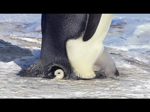 Cute Penguin Chick is embarrassingly big for his pouch -