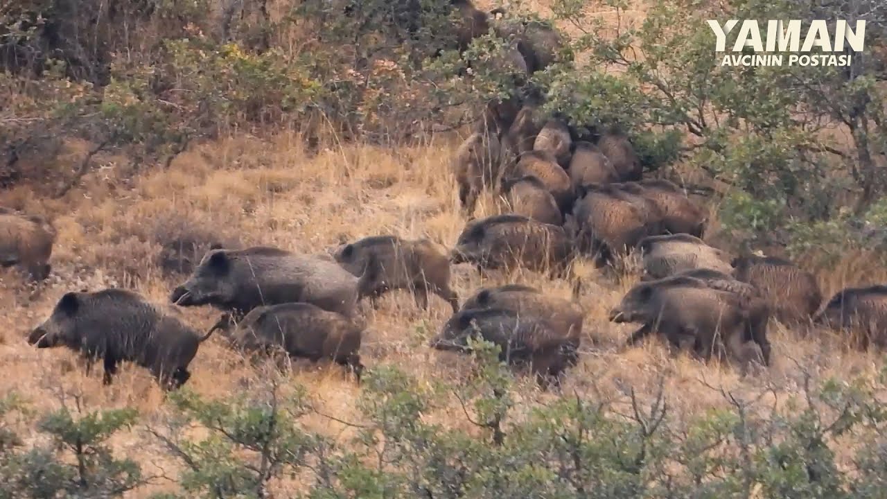 ENDLESS WILD BOARS, EPIC HUNTING SHOTS, BEST SCENES