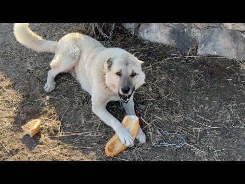 EKMEK- SICAK HAVALAR GELMEYE BAŞLADI