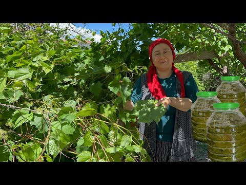 Yapraklık asmamızın yapraklarından püf noktalarıyla