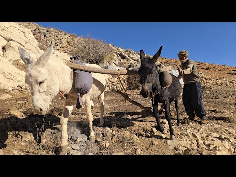Documentary of Iran Nomadic Life: Farming with Donkeys and