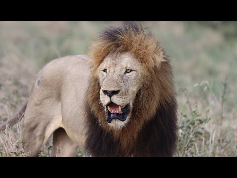 A Huge New Male Lion Takes Over the Mbiri Pride! Here's