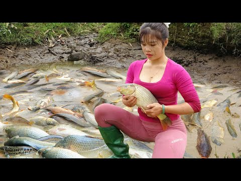Greatest Fishing Video, Harvest Many Fish In The Pond And