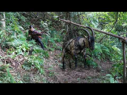Discovering Wild Goat Tracks, Quickly Setting Traps and
