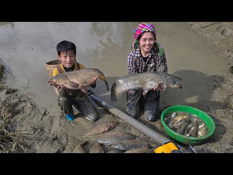 Draining an abandoned fish pond and catching giant catfish