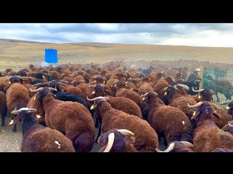3 KURT KUZULARA SALDIRDI YAVRU ENİK KOVALADI KURTLARI