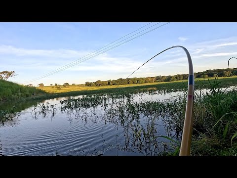Pescaria de Piau após a Piracema deu bom fiz até frito de