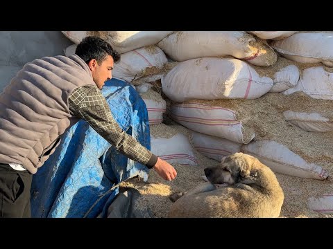 HIRÇO’NUN TEDAVSİNİ YAPIYORUZ - KUZULARIMIZA VİTAMİN AŞISI
