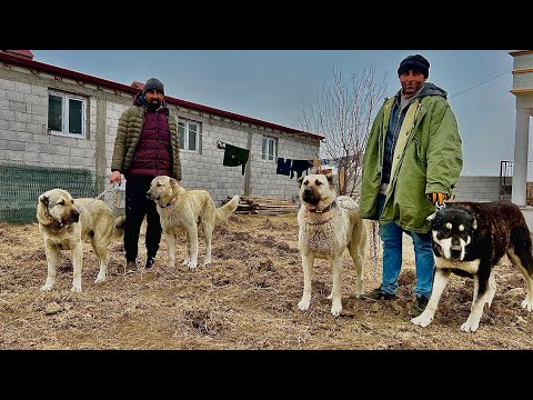 KÖPEKLERE YENİ TASMALAR —KAR SANYALİ