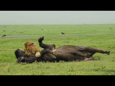 Amazing Footage of a Male Lion Taking Down a Buffalo with