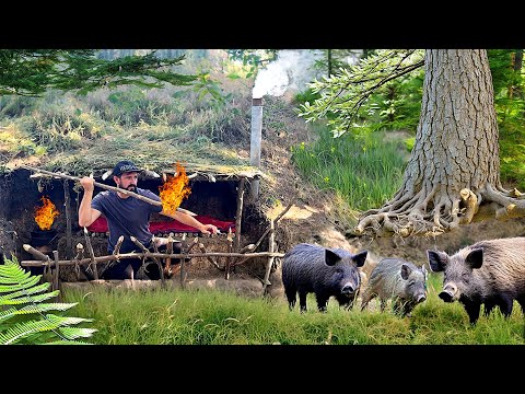 Building of a shelter in a wild boar's den