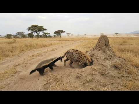 Honey Badger Keeps Biting And The Hyena Finally Backs Off