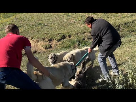 SÜRÜYE 2 KEZ KURT SALDIRDI ! CANLI CANLI GÖRÜNTÜLEDİM