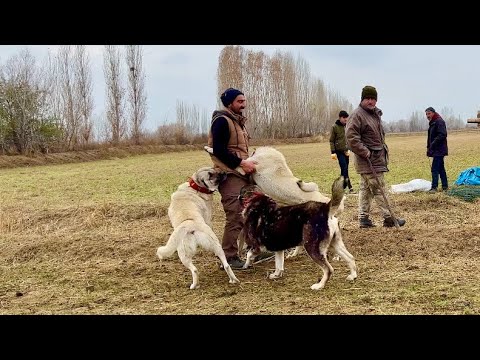 KÖPEKLER İKİ GÜNDE ÖZLEMİŞLER ÜSTÜME ATLIYORLAR