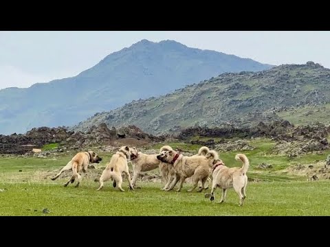 BİR ANDA ORTALIK KARIŞTI,KÖPEKLERİ BİRBİRİNE GİRDİ