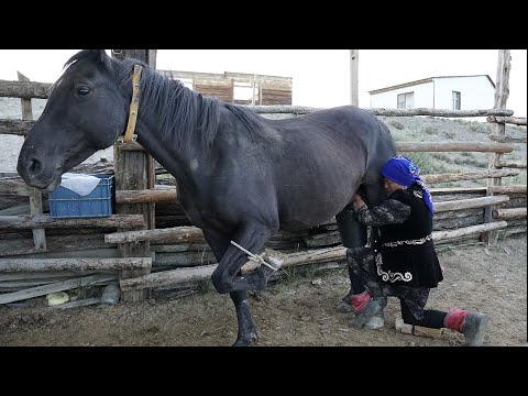 Milking Horse and Making Kumys. Russia Village life in