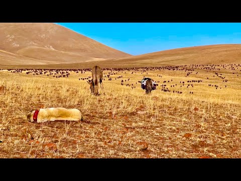 OT YOK VE ÜSTÜNE BİRDE SUSSUZLUK (24 gün)