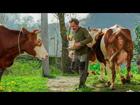 Köydeki Mutlu Hayat - Arpa Hasılı Mucizesi RECEPKAYA53