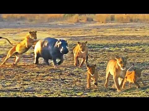 Young Hippo on Land Runs Through Lions to Escape
