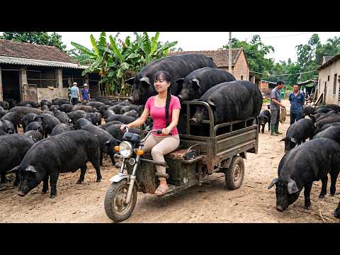 90KG Pigs in Just 5 Months Inside Our High Production Farm