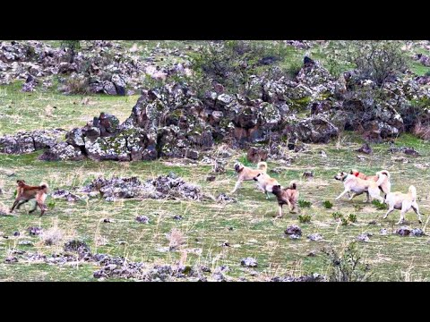 POZGEWRE SALDIRDILAR HIRÇO ÇIKTI -SÜRÜ BÖLÜNDÜ