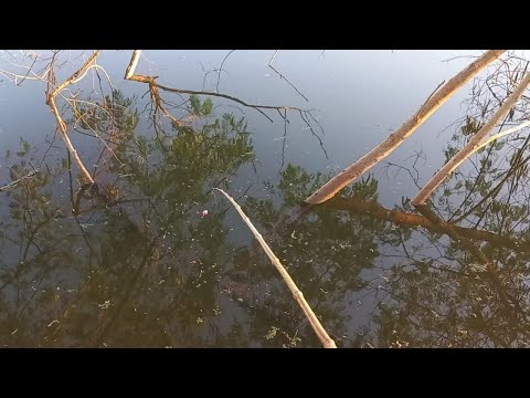 Pescaria de tilápia e tucunaré Bruto usando camarão de isca
