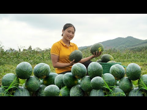 harvest, garden watermelon, bring to market to sell, Triệu