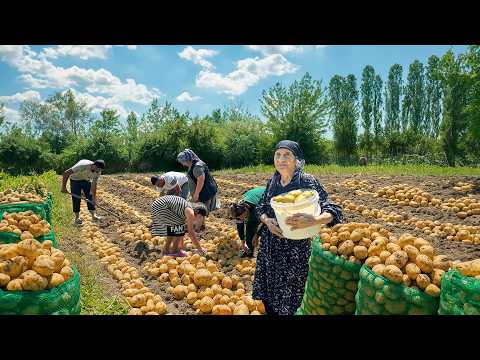 Harvesting Fresh Potatoes | Grandma’s Secret Crispy Fried